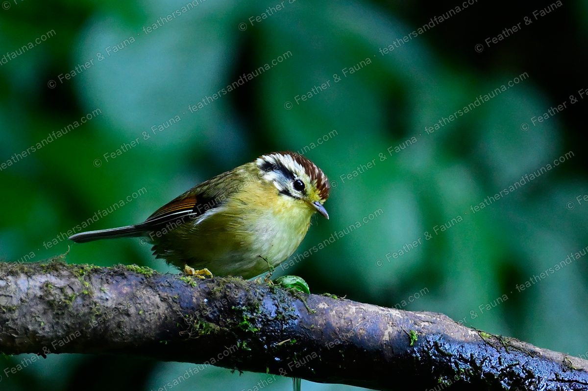 Rufous-winged Fulvetta with a striped chestnut crown on a wet mossy branch.