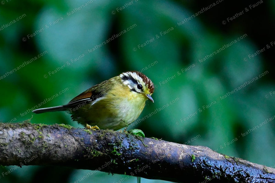 Rufous-winged Fulvetta with a striped chestnut crown on a wet mossy branch.