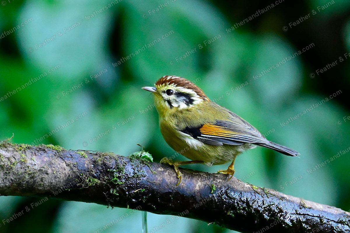 Rufous-winged Fulvetta with a striped chestnut crown and orange wing panel on a mossy branch.