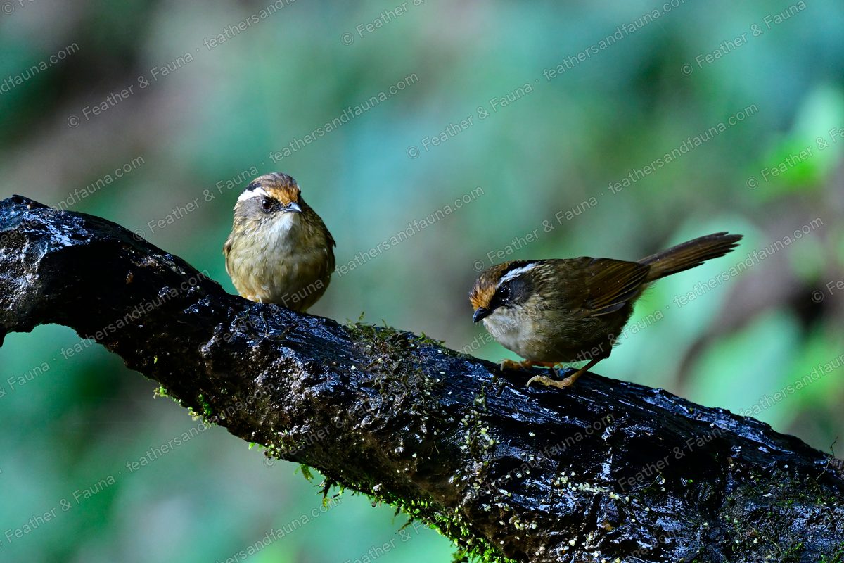 Two Rusty-capped Fulvettas with white eyebrows and rufous crowns on a mossy log.