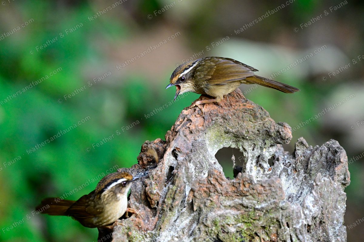 Rusty-capped Fulvetta calling on a stump with a white eyebrow, a second bird below.