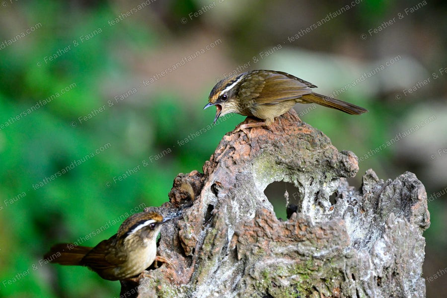 Rusty-capped Fulvetta calling on a stump with a white eyebrow, a second bird below.