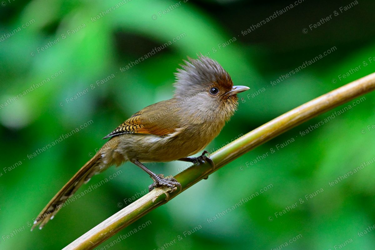 Rusty-fronted Barwing with a rufous forehead and barred wings on a bamboo stem.
