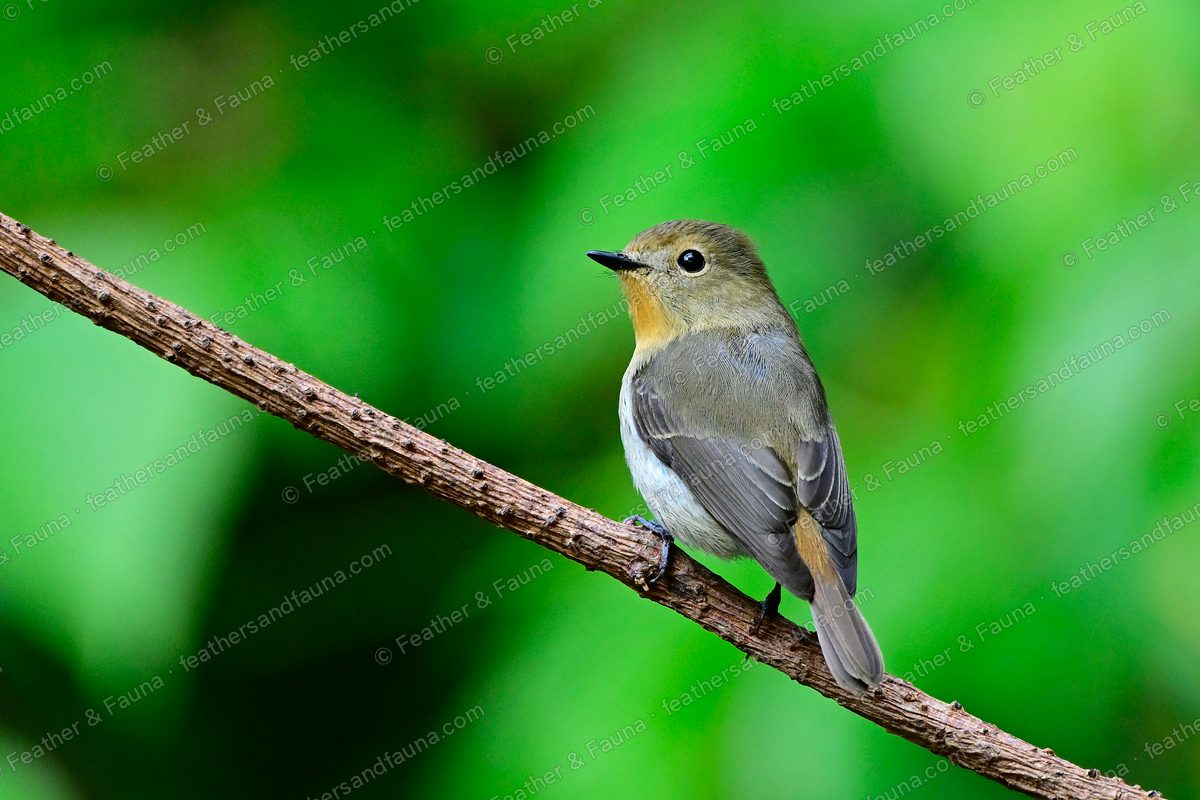 Female Sapphire Flycatcher, grey-brown with an orange throat, on a diagonal branch.