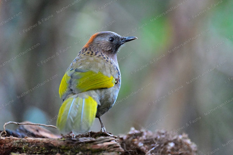 Scaly Laughingthrush with scalloped plumage and yellow-green wing panels on a mossy log.