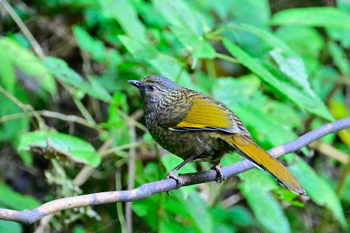 Scaly Laughingthrush with scaled plumage and yellow wing panels among green leaves.