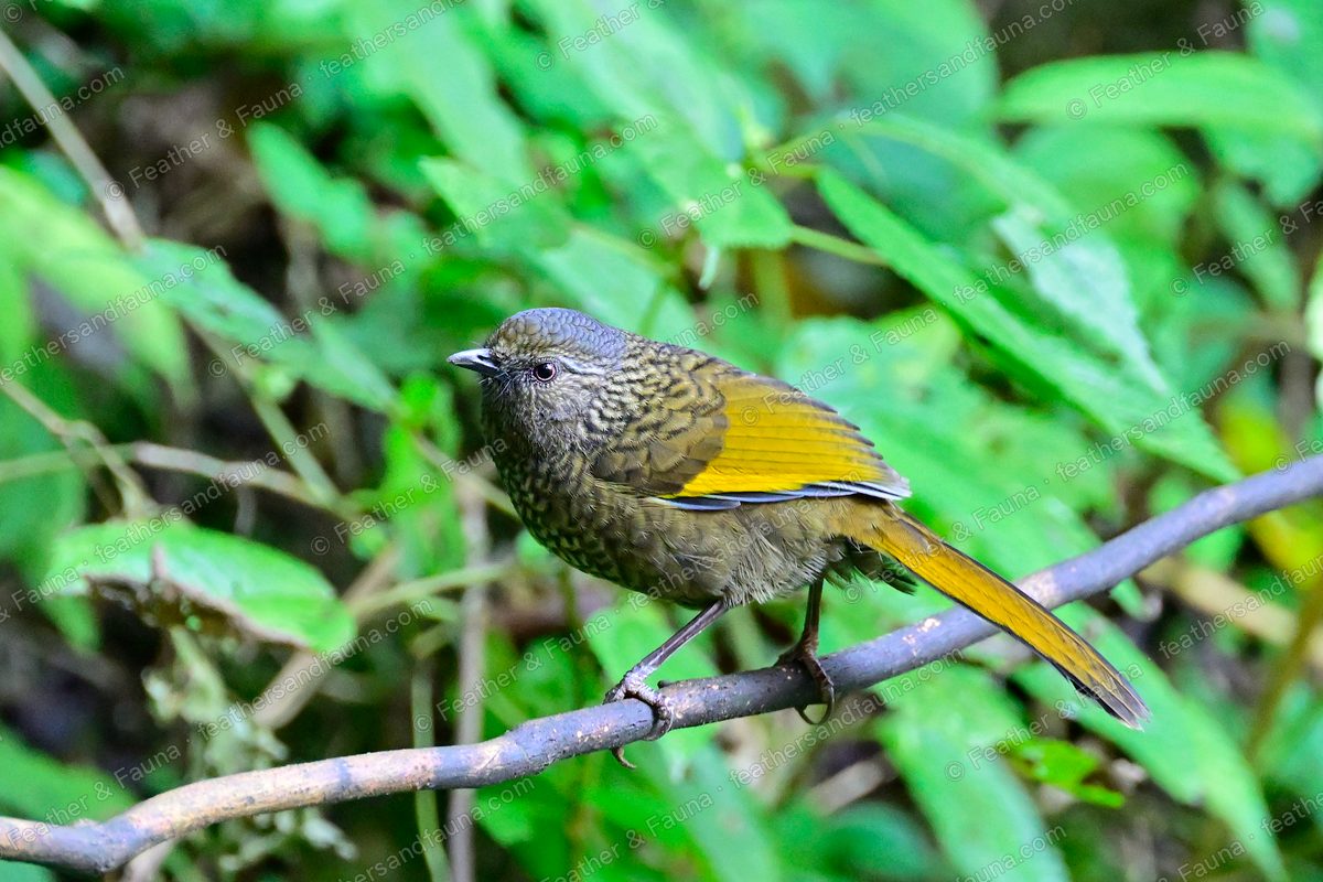 Scaly Laughingthrush on a diagonal branch among dense green foliage.