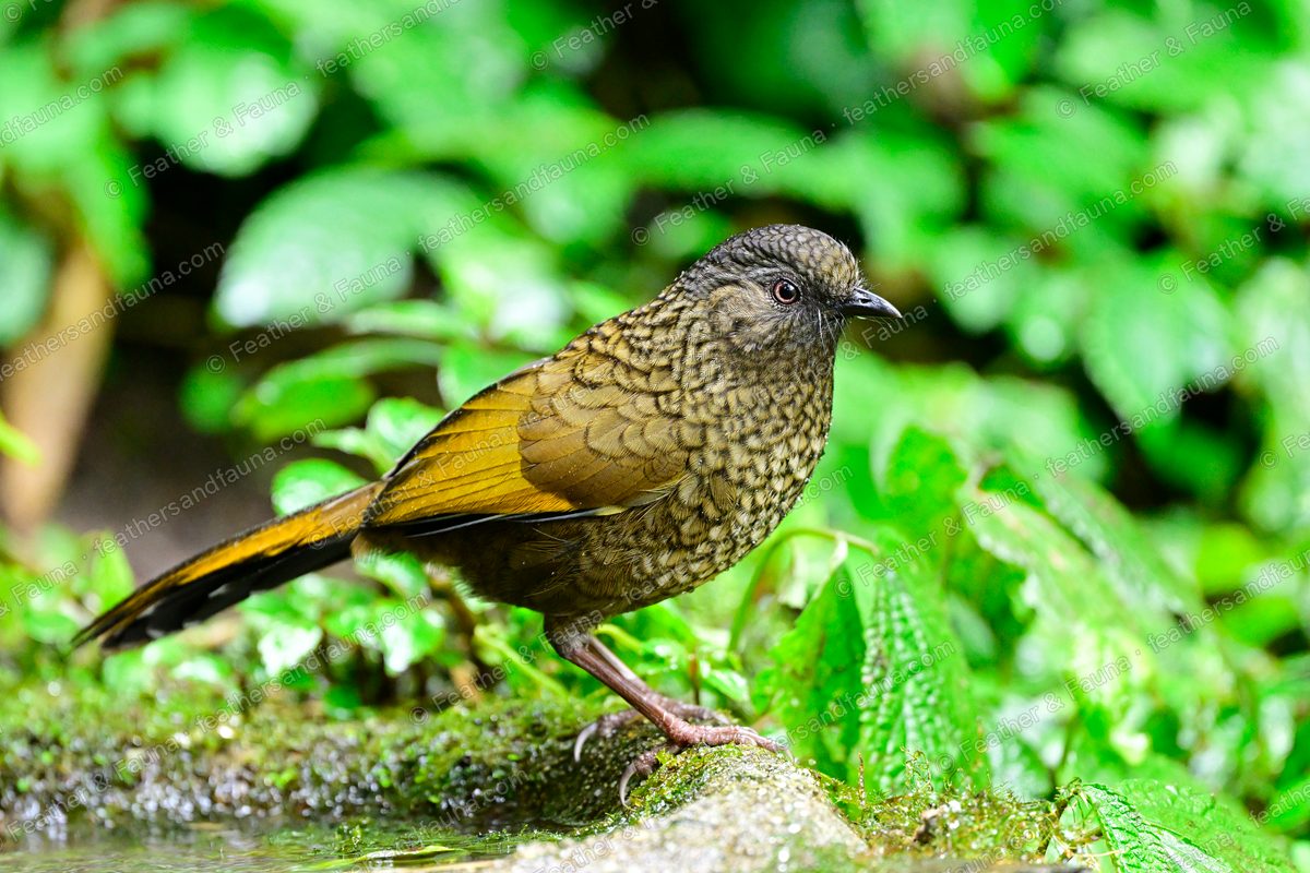 Scaly Laughingthrush with scaled plumage and yellow wing panels on a mossy rock.