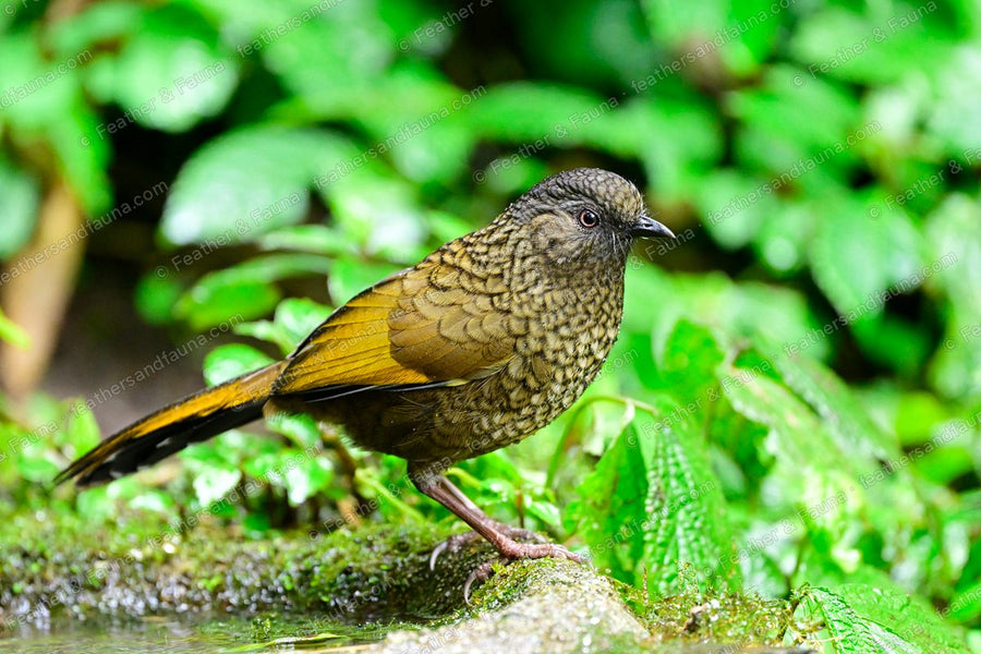 Scaly Laughingthrush with scaled plumage and yellow wing panels on a mossy rock.