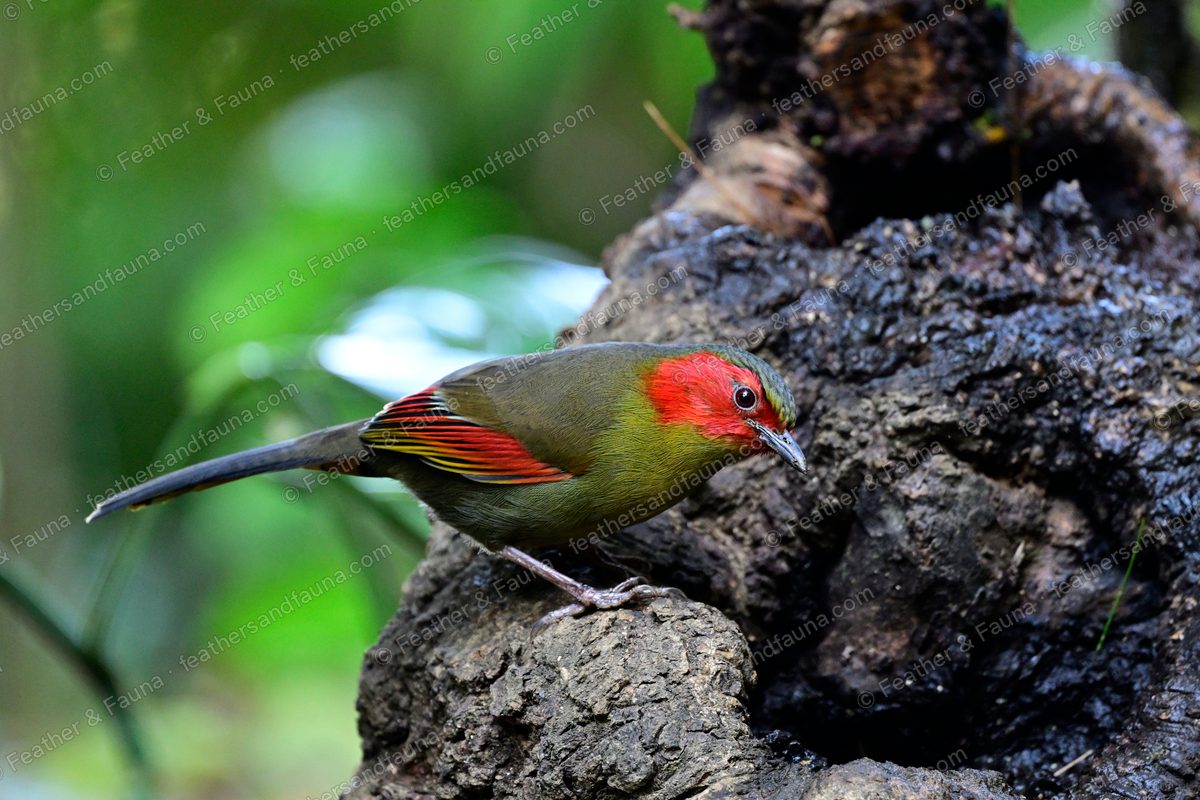 Scarlet-faced Liocichla with a red face and yellow-and-red wing panel on a gnarled root.