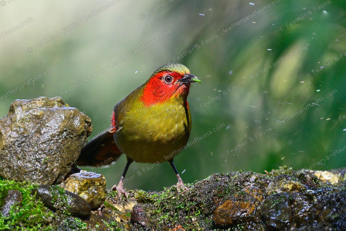 Scarlet-faced Liocichla with a red face on a mossy rock in fine rain.