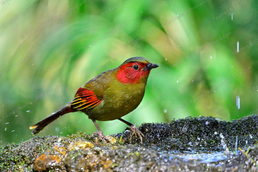 Scarlet-faced Liocichla with a red face beside a forest pool in the rain.