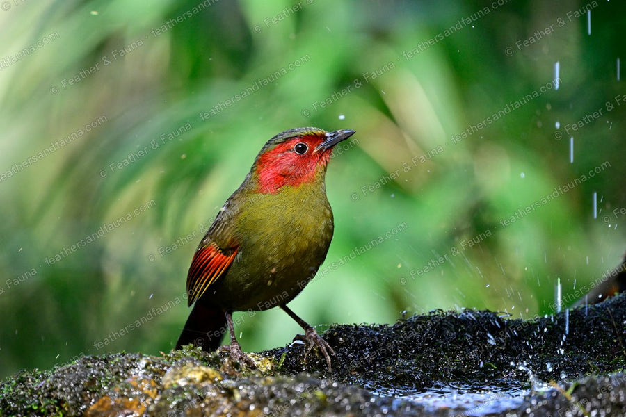 Scarlet-faced Liocichla with a red face on a mossy rock in the rain.