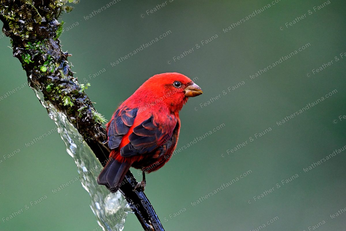 Male Scarlet Finch, brilliant red with dark wings, on a wet mossy branch.