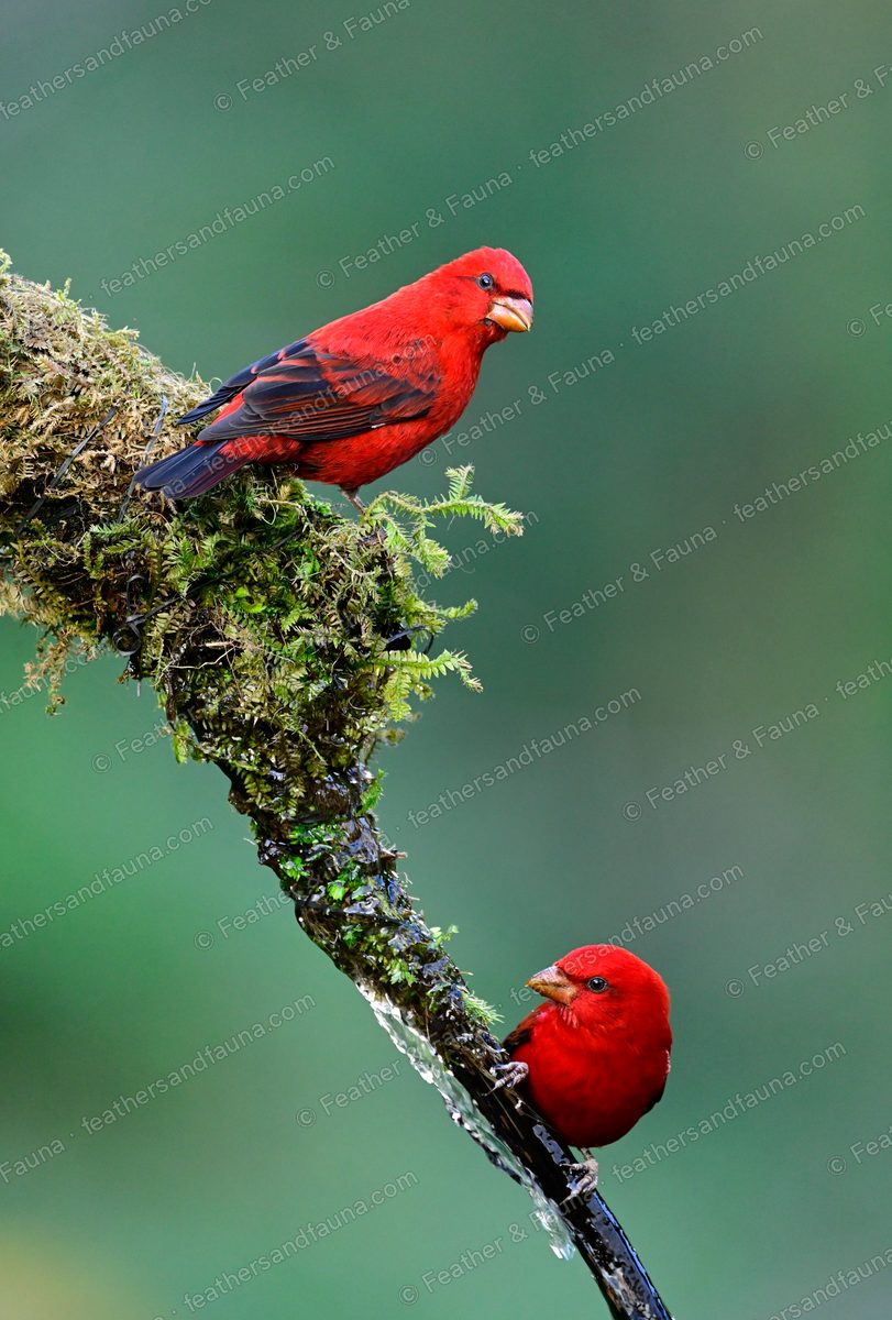 Two male Scarlet Finches, brilliant red, on a mossy diagonal branch.