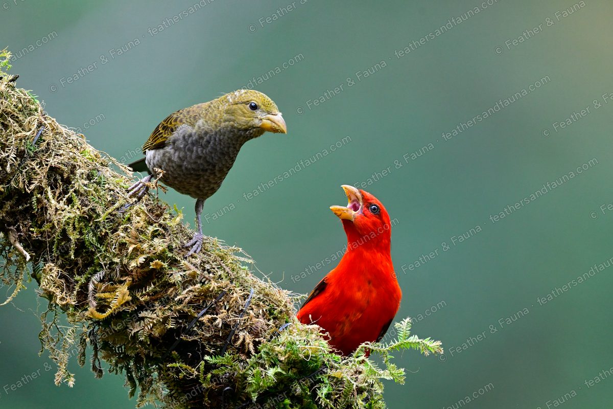 Pair of Scarlet Finches on a mossy branch, red male calling toward an olive female.