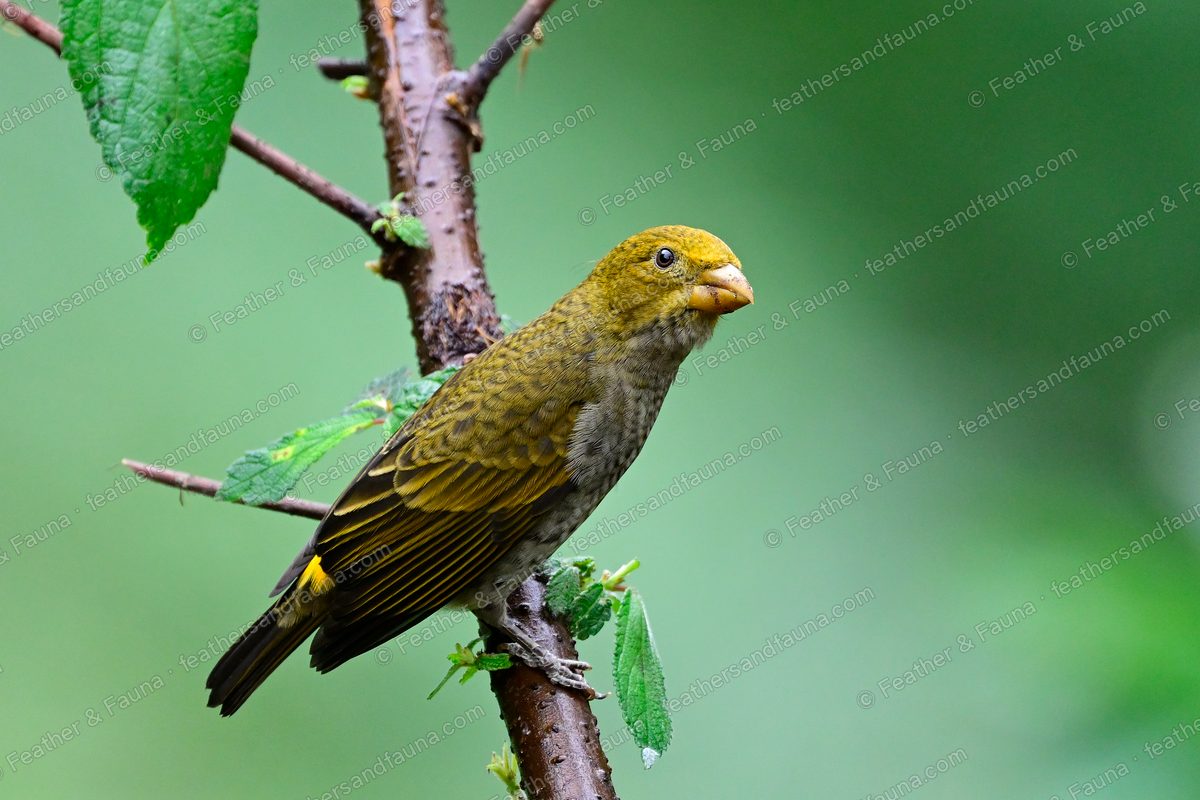 Female Scarlet Finch, olive-yellow and grey, on a plum branch.