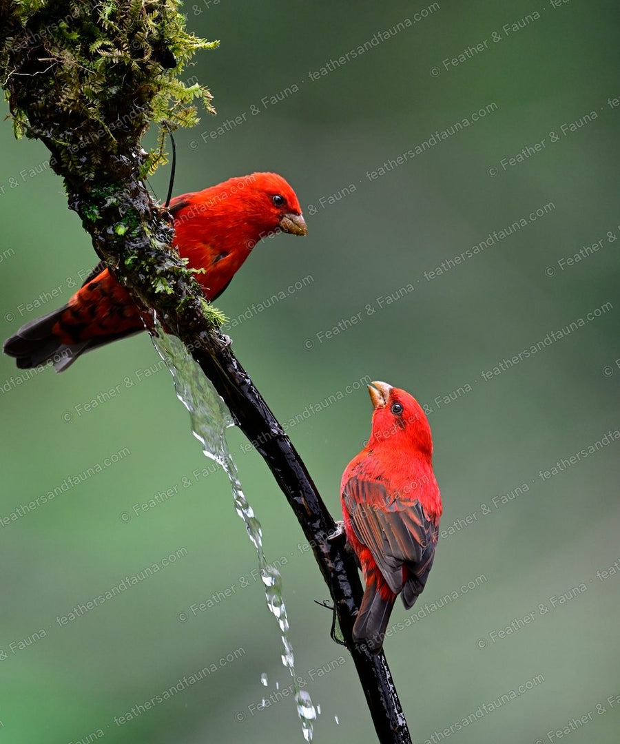 Two male Scarlet Finches, brilliant red, on a dripping mossy branch.