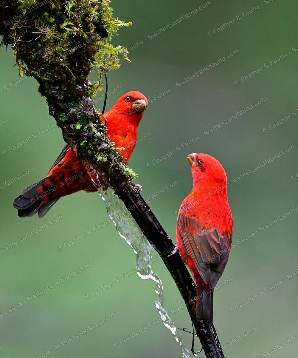 Two male Scarlet Finches on a mossy branch with water dripping, one looking up.