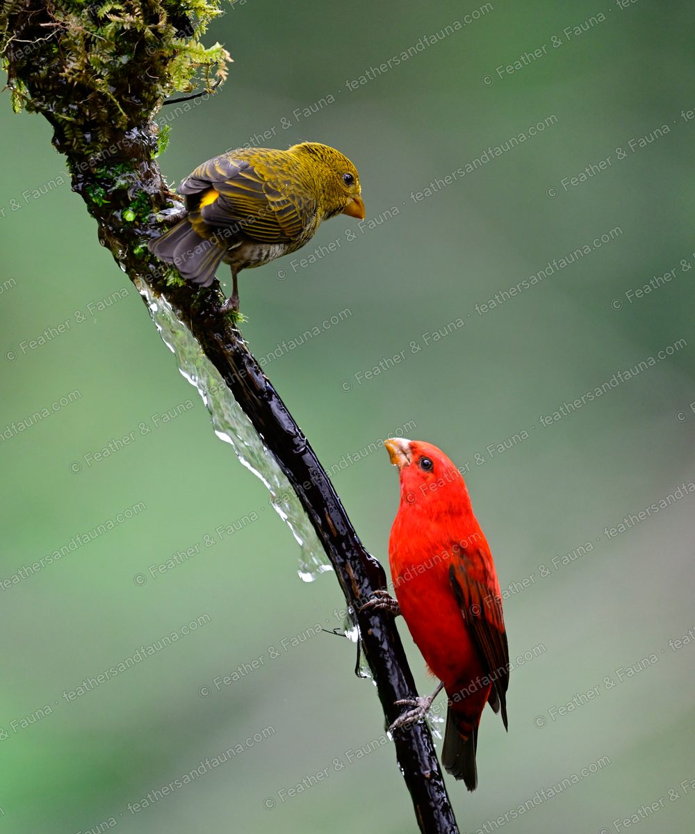 Pair of Scarlet Finches on a mossy branch, red male below and olive female above.