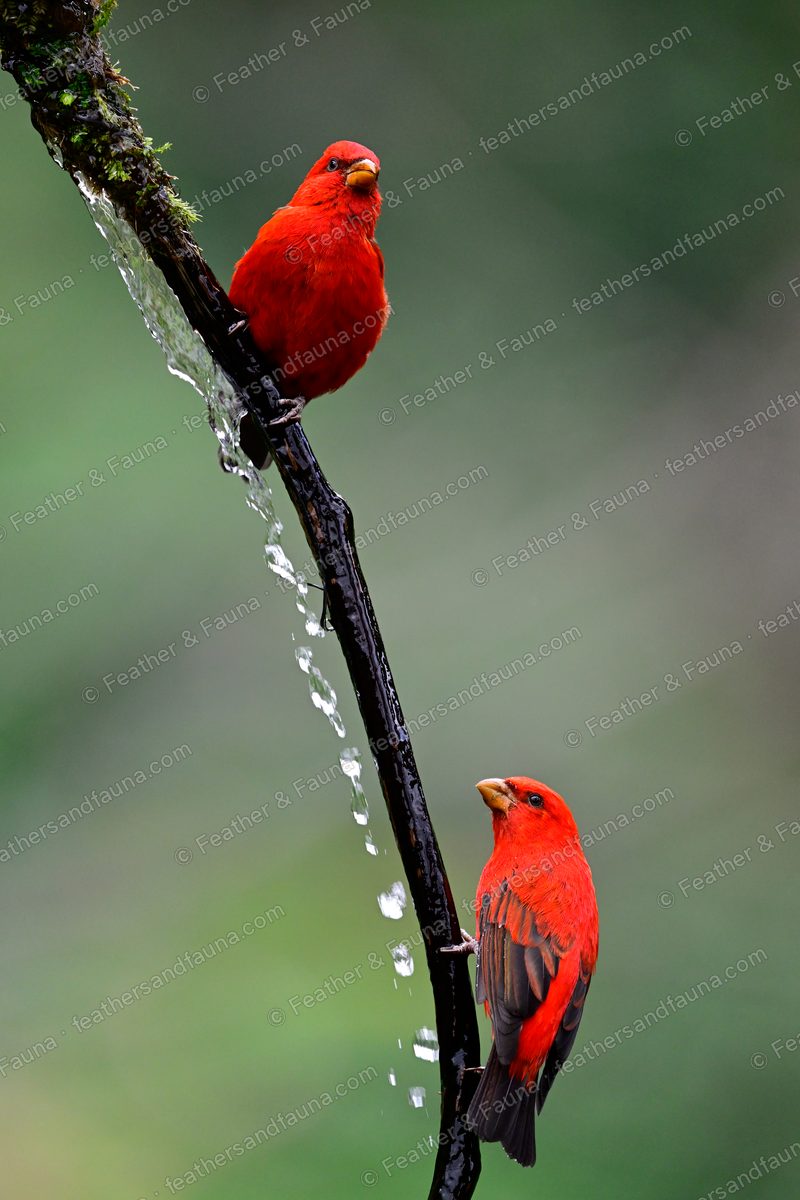 Two male Scarlet Finches on a mossy vertical branch with water trickling down.