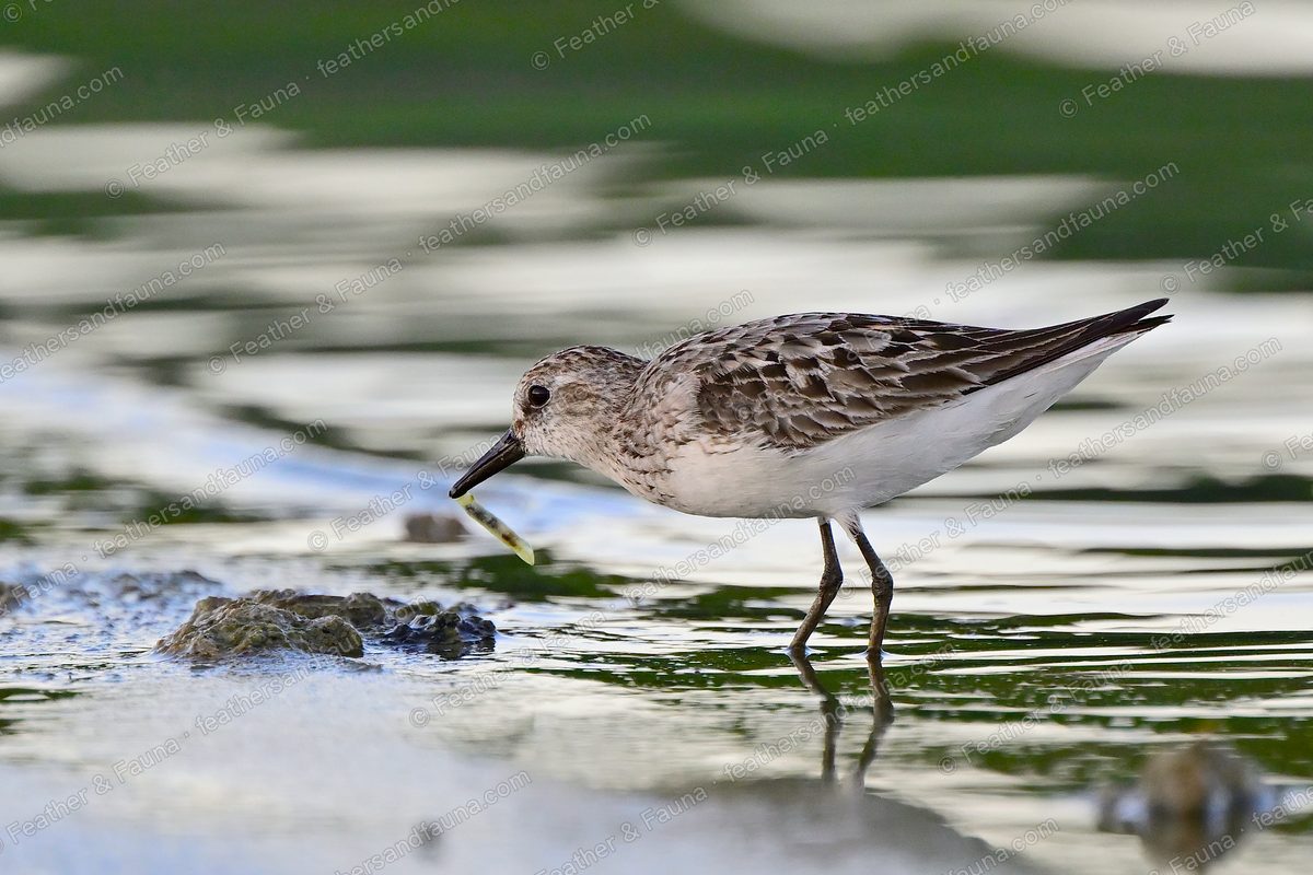 Semipalmated Sandpiper with a small green worm in its bill on a mudflat.