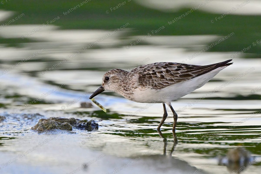 Semipalmated Sandpiper with a small green worm in its bill on a mudflat.