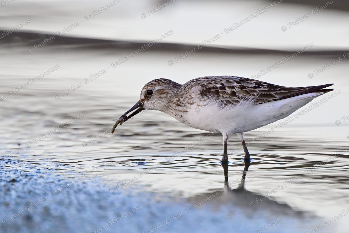Semipalmated Sandpiper bending to feed on a shallow mudflat, reflected below.