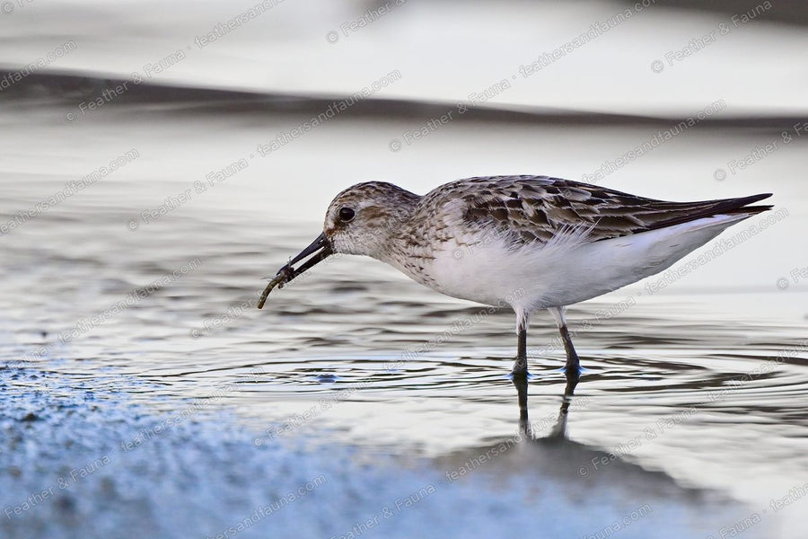 Semipalmated Sandpiper bending to feed on a shallow mudflat, reflected below.