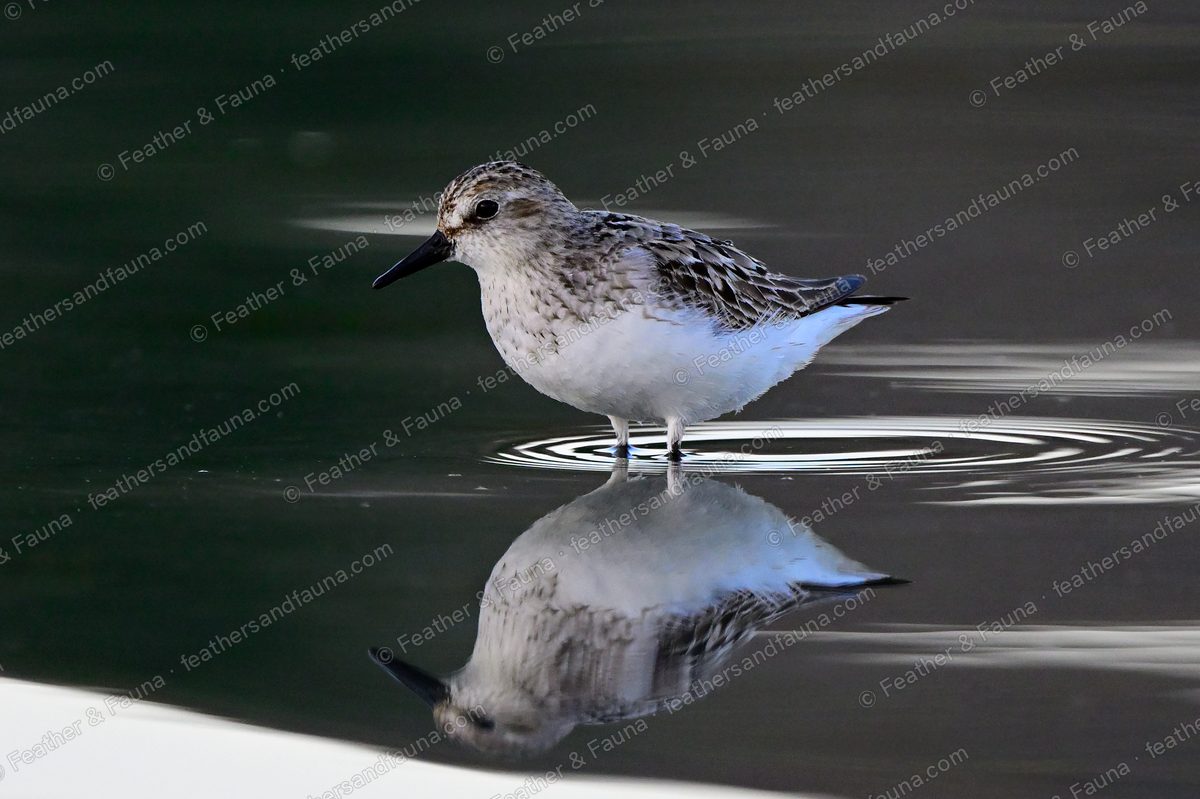 Semipalmated Sandpiper standing on still dark water with a mirror reflection.
