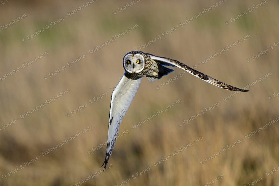 Short-eared Owl flying low over golden grass, wings spread, yellow eyes forward.