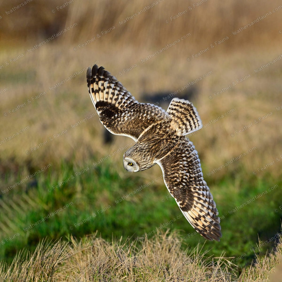 Short-eared Owl diving head-down on prey with wings raised over grass.
