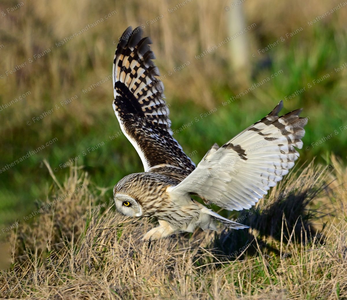 Short-eared Owl landing on prey in grass with wings spread and talons forward.