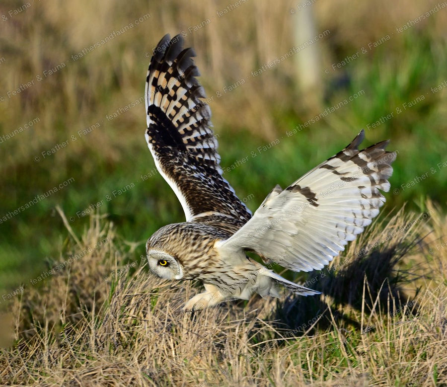 Short-eared Owl landing on prey in grass with wings spread and talons forward.