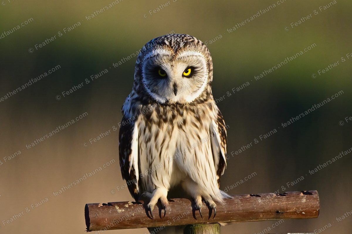 Short-eared Owl perched on a wooden rail facing the camera, yellow eyes, golden light.