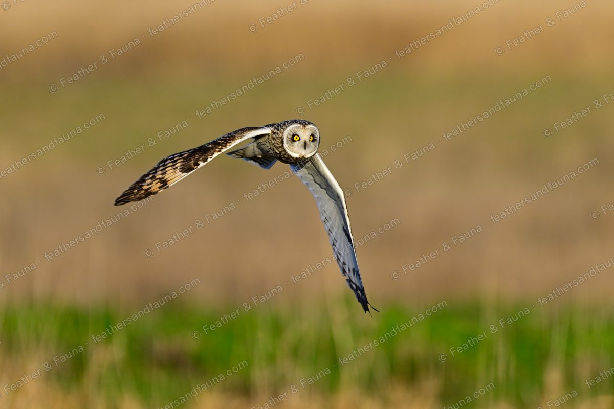 Short-eared Owl flying low over golden grass, wings spread, face forward.