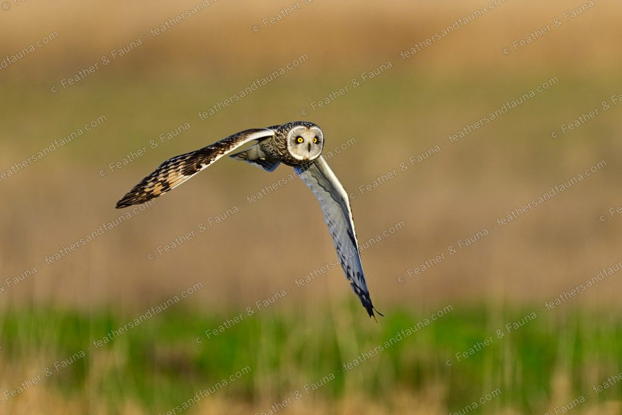 Short-eared Owl flying low over golden grass, wings spread, face forward.