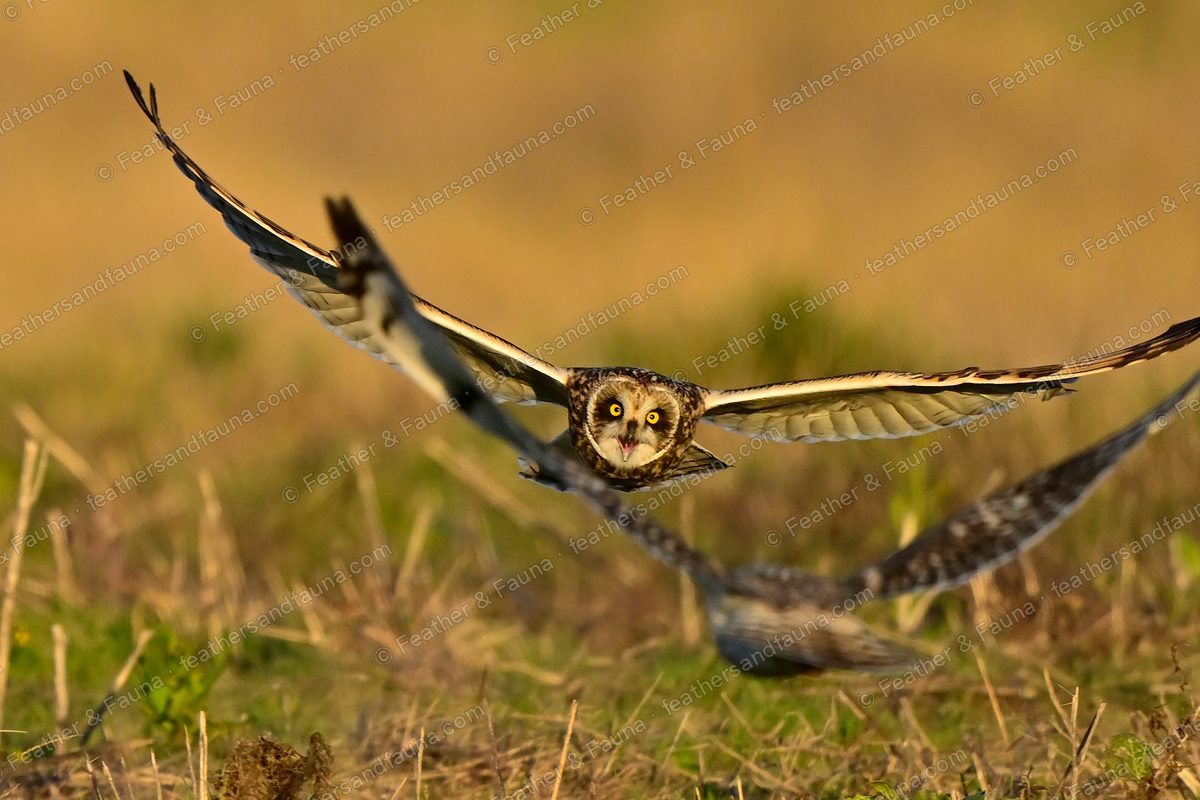 Short-eared Owl flying head-on low over grass with wings raised, a second owl behind.