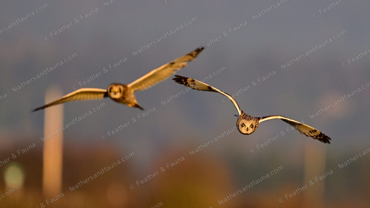 Two Short-eared Owls flying head-on over golden grassland at sunset.