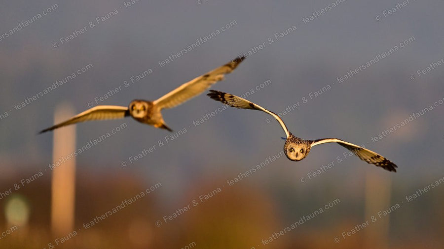 Two Short-eared Owls flying head-on over golden grassland at sunset.
