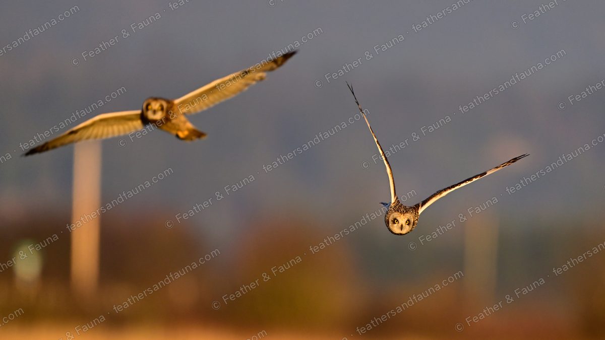 Two Short-eared Owls over golden grassland at sunset, one head-on and one diving.