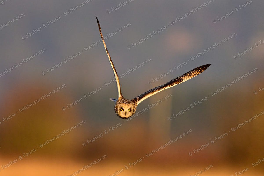 Short-eared Owl flying head-on with wings raised in a deep V at sunset.