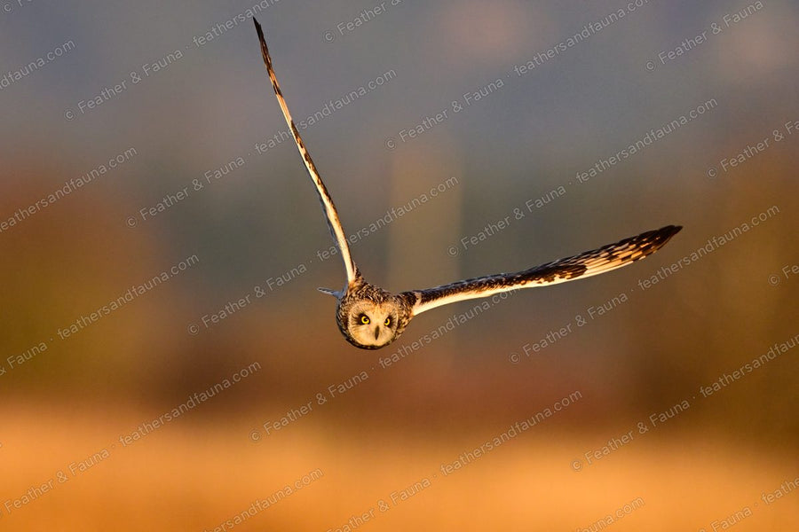 Short-eared Owl flying head-on with wings in a deep V over golden grass at sunset.