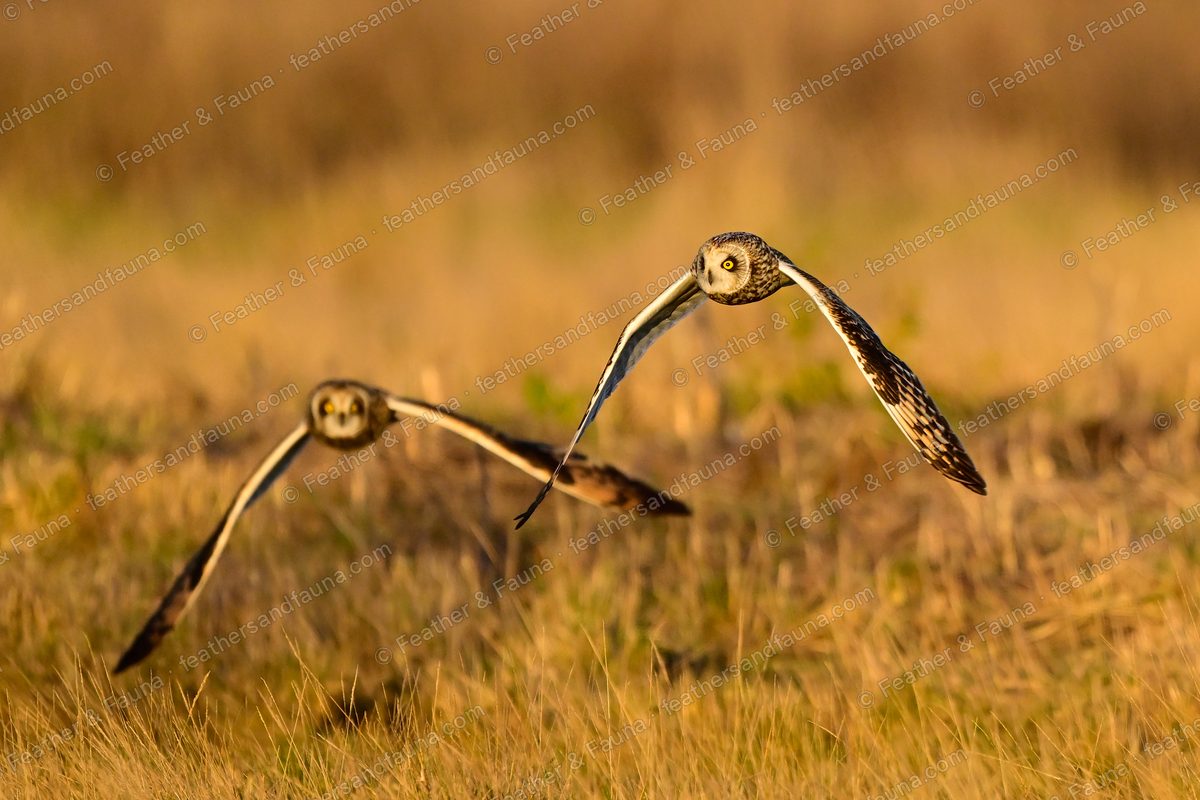 Two Short-eared Owls flying head-on low over golden grass at sunset.