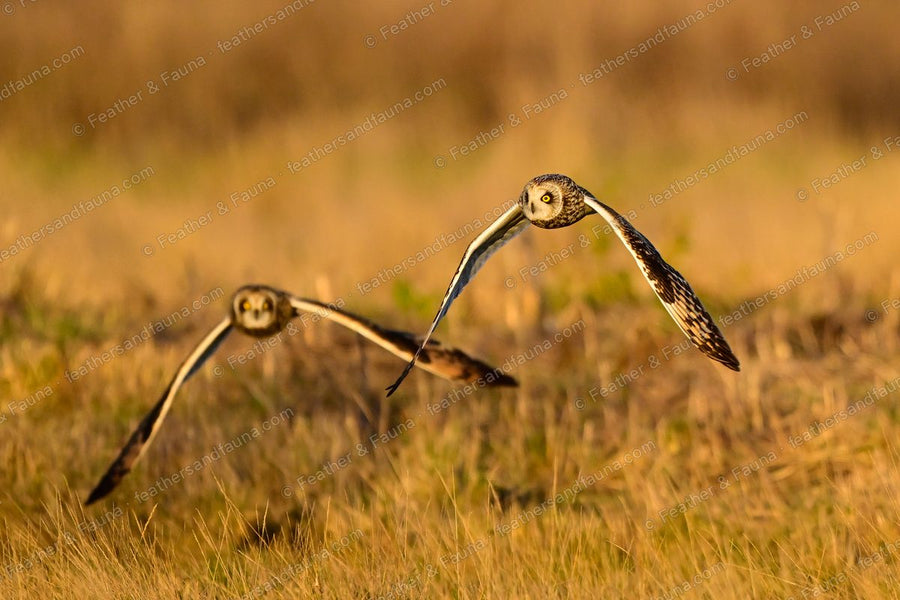 Two Short-eared Owls flying head-on low over golden grass at sunset.