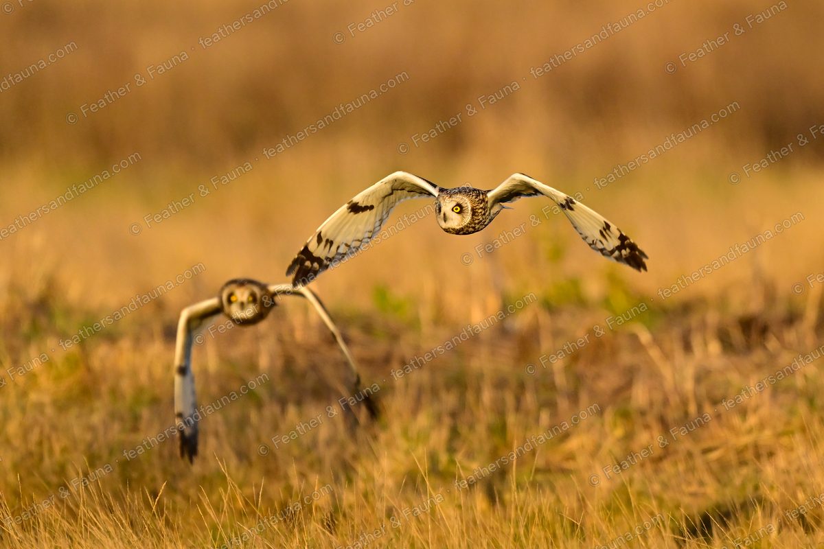 Two Short-eared Owls over golden grass, one level and one diving, at sunset.