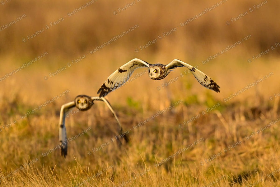 Two Short-eared Owls over golden grass, one level and one diving, at sunset.