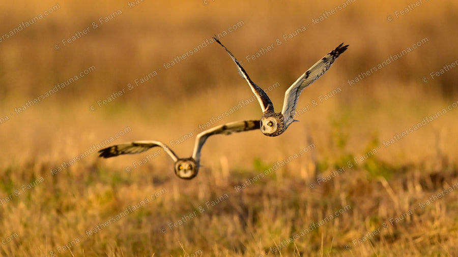 Two Short-eared Owls flying head-on over golden grass, one above the other, at sunset.
