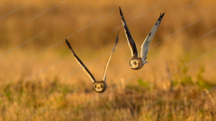 Two Short-eared Owls flying head-on over golden grass, upper bird with wings raised.