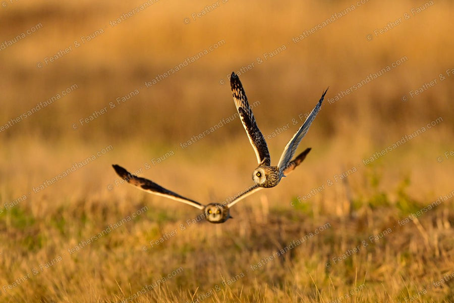 Short-eared Owl flying head-on with wings raised in a deep V over golden grass.